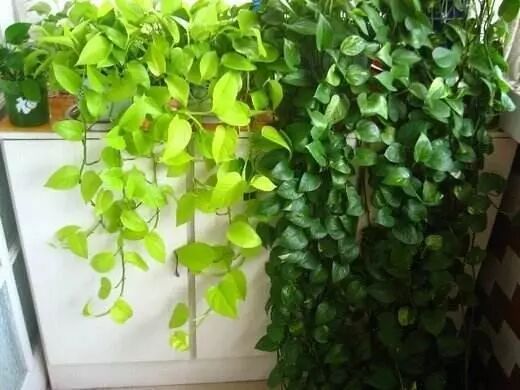 绿萝可以晒太阳吗_晒太阳绿萝可以晒太阳吗_绿萝能晒太阳