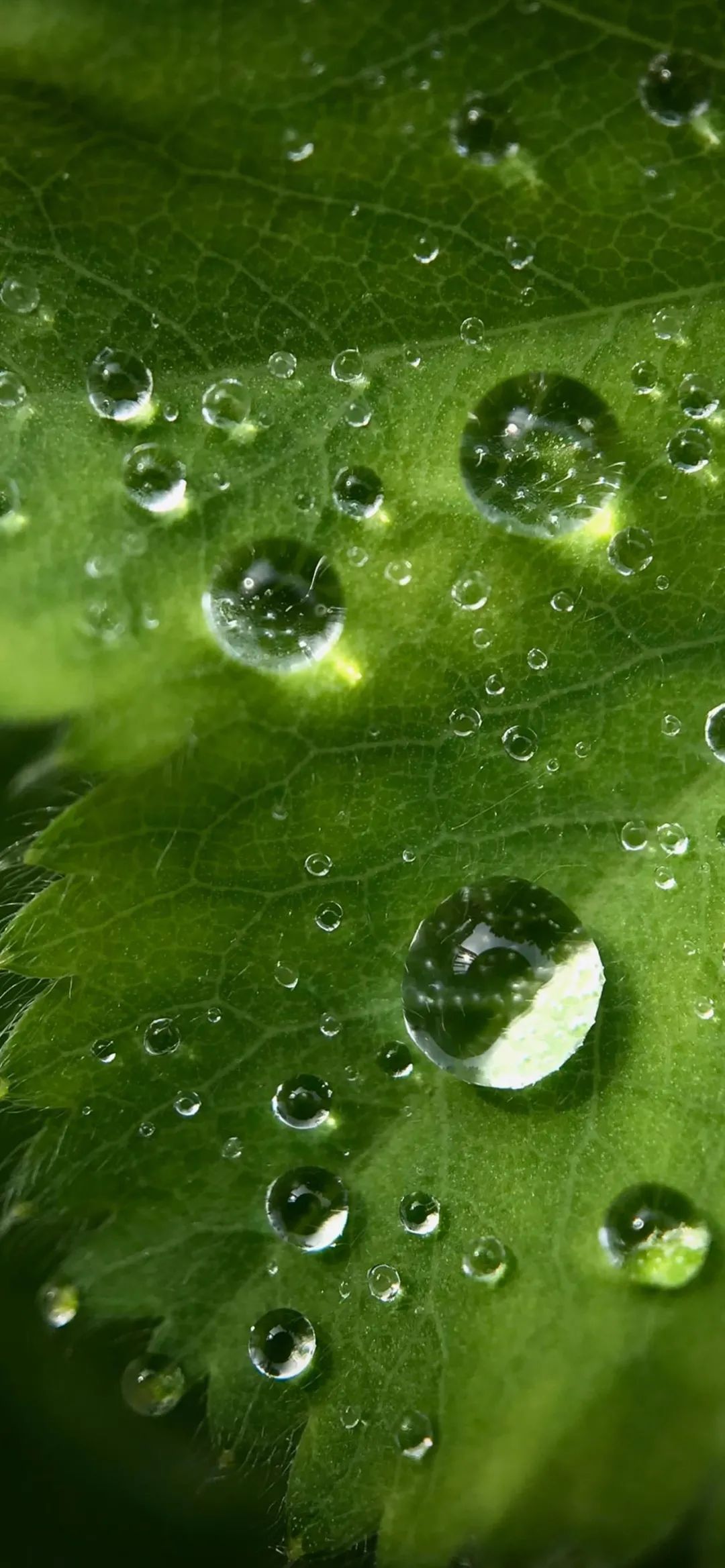 壁纸 绿色植物小清新水滴 花果科技 微信公众号文章阅读 Wemp