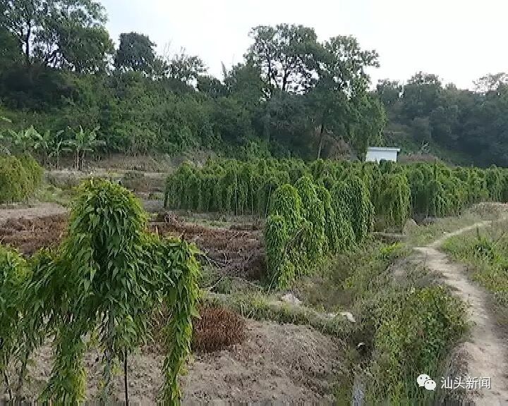 "潮阳姜薯"获国家地理标志产品保护