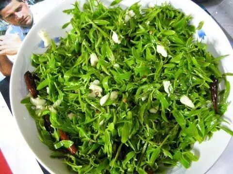 春天来了一种野菜治一种病马齿苋婆婆丁车前草地肤