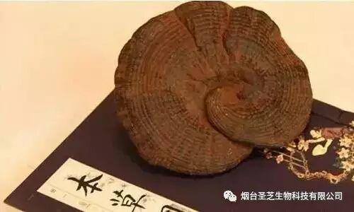 灵芝--血管的“清洁工”，让你健康又长寿 ！