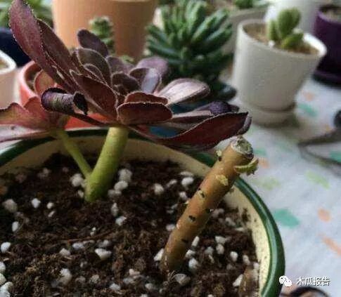 多肉不着急晒太阳 现在应该勤修剪 侧芽冒不停 换盆才放得下 木瓜报告 微信公众号文章阅读 Wemp