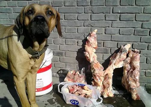 为什么不选择喂生肉,而去喂狗粮?