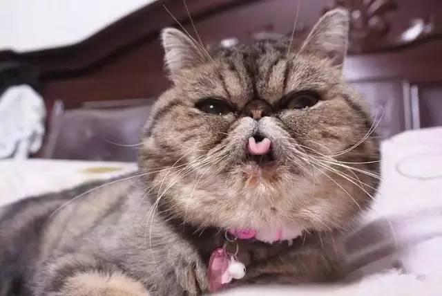 猫吐舌头好萌啊!加菲猫却很心酸