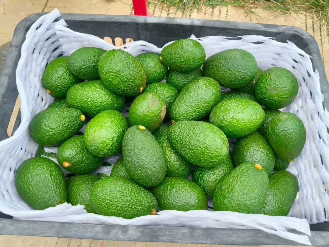 采摘好的牛油果  茶新慧  2025.9.8.jpg
