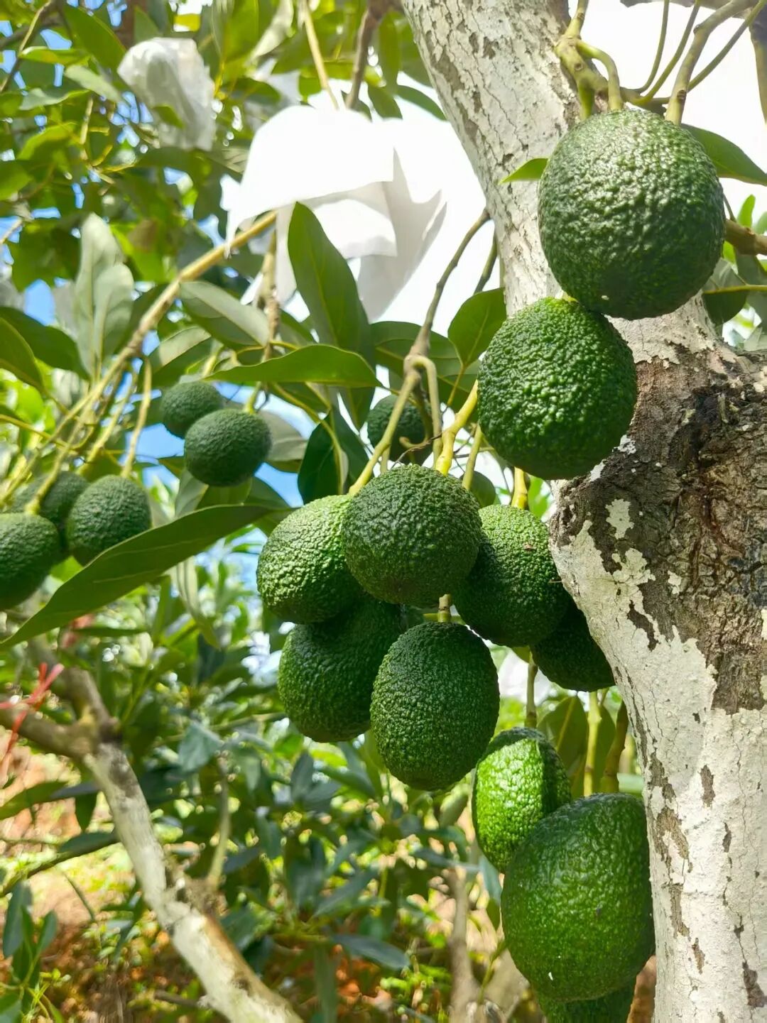 牛油果掛滿枝頭  茶新慧  2025.9.8攝.jpg
