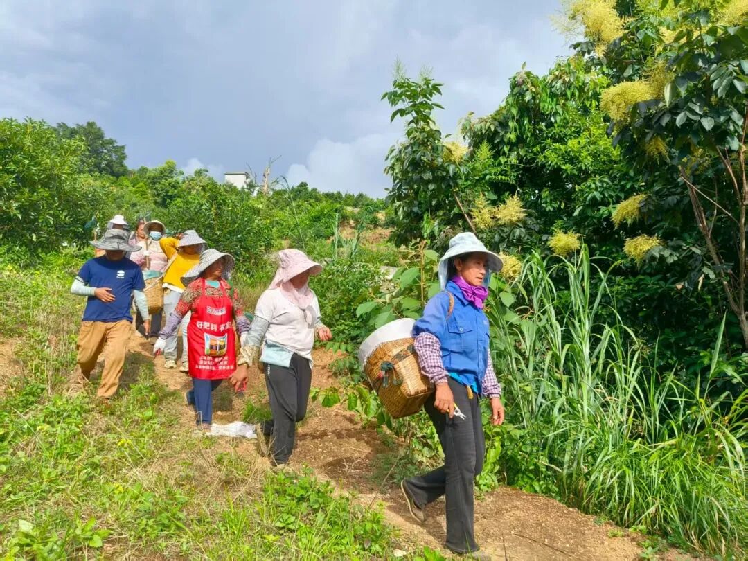 村民出發(fā)采摘牛油果   2025.9.8 茶新慧.jpg