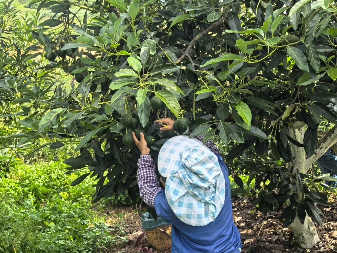 牛油果采收 茶鴻燕  2025.9.8.jpg