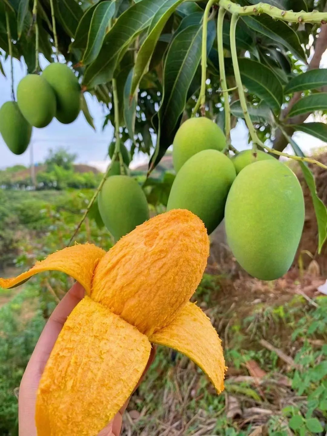 永德芒果节介绍图片