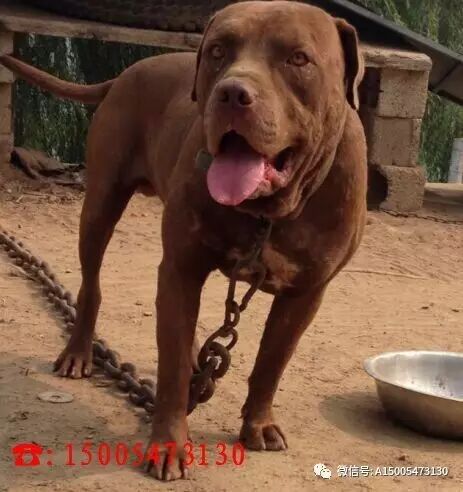 哪里有卖比特犬 比特犬的价格 微信公众号文章阅读 Wemp