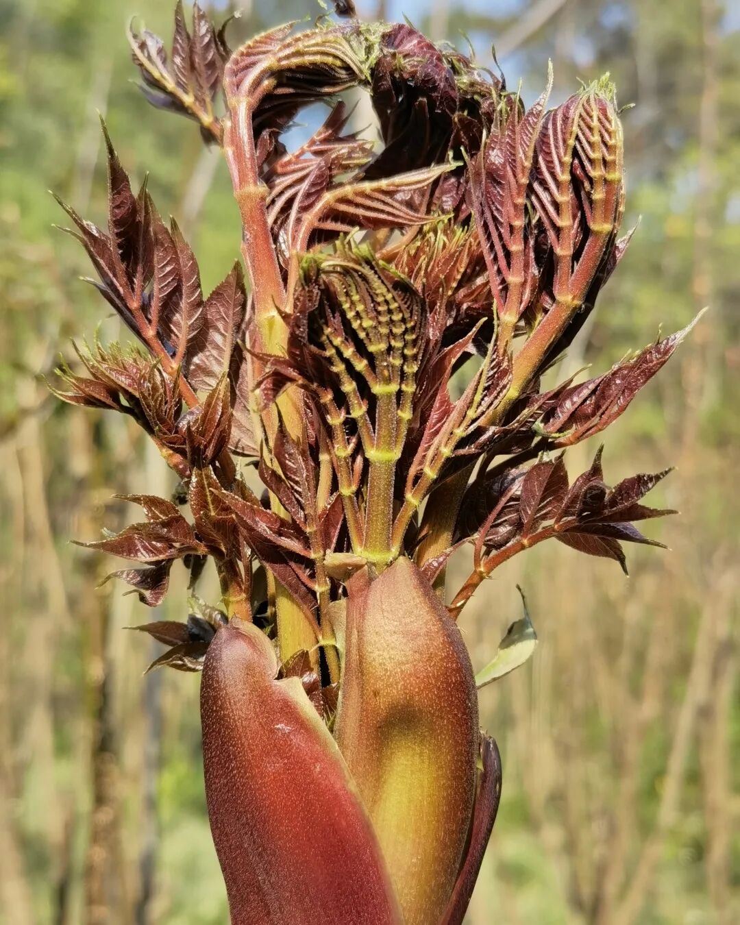 普洱墨江时令野菜刺苞菜美味又增收
