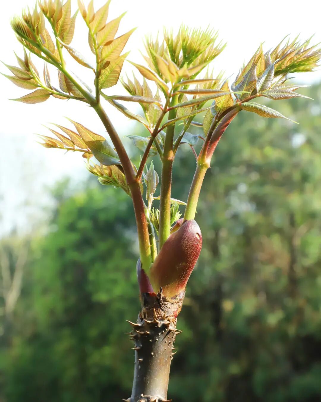 普洱墨江时令野菜刺苞菜美味又增收