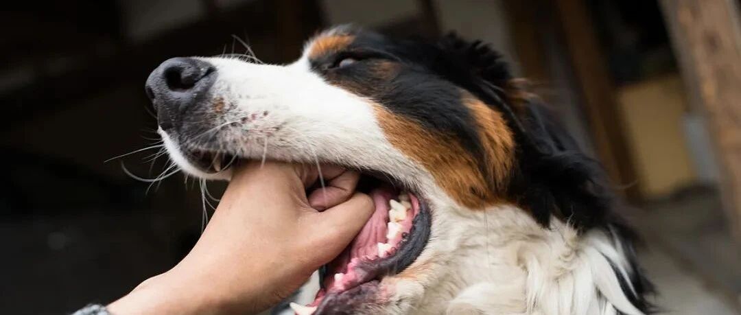 被狗咬过的人生