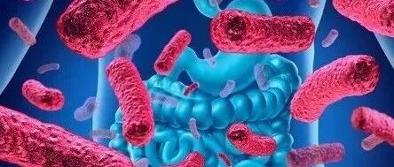 喝口凉水都要胖？养好这些微生物让减肥事半功倍！