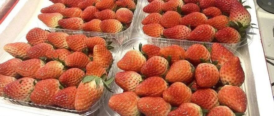 吃草莓会得出血热？国内一地出现多例感染患者，有这些症状要警惕→