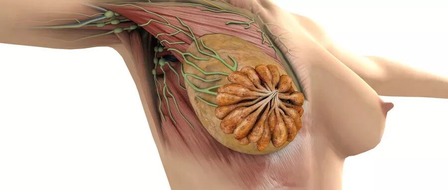 按揉脚背的胸部反射区，有效改善乳腺增生