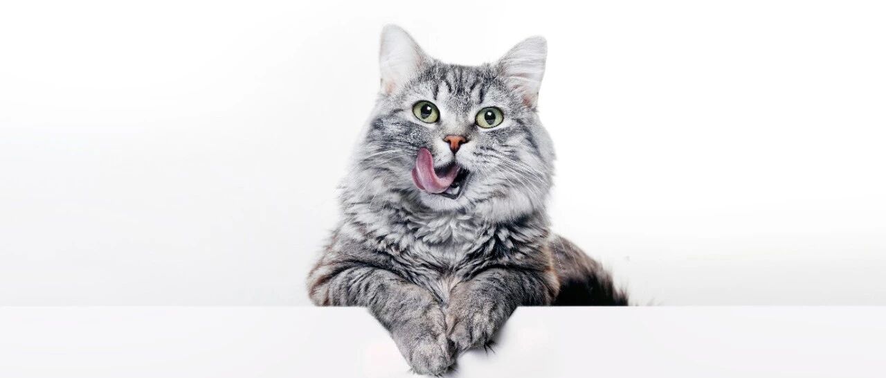 第二次推荐它了！因为真的好，不舍得任何铲屎官错过！还有惊喜折扣+赠品！