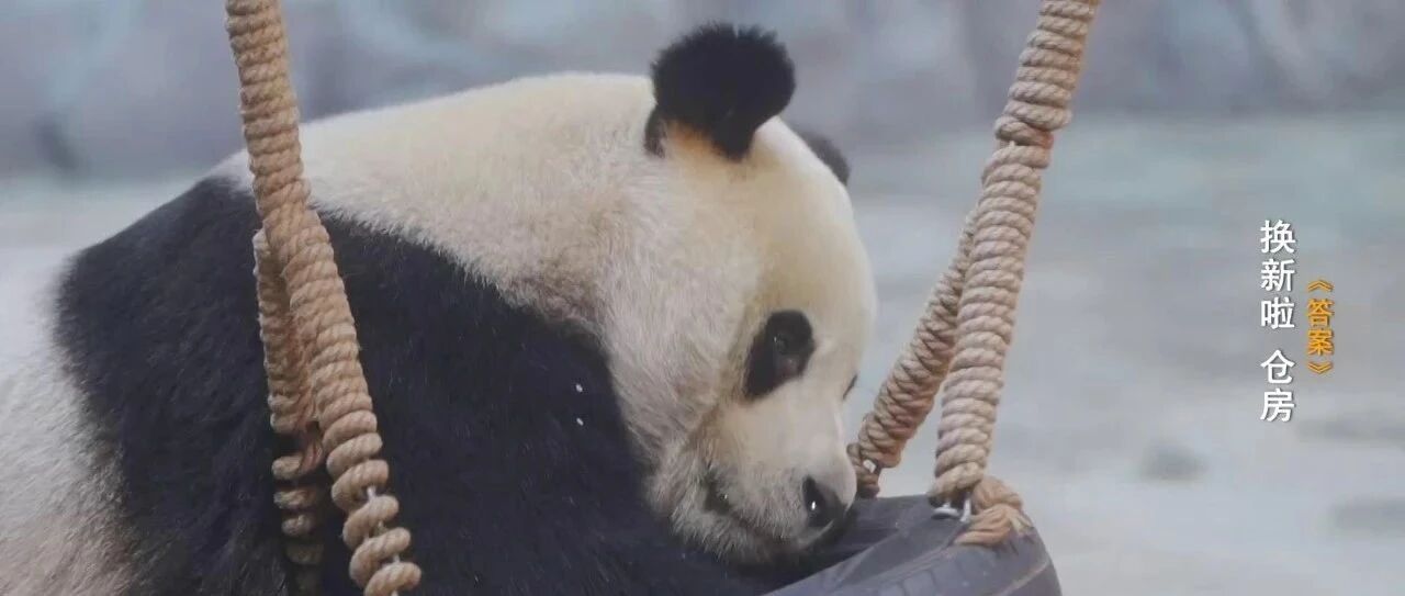 这两只大熊猫来河南俩月了，你去看过吗？