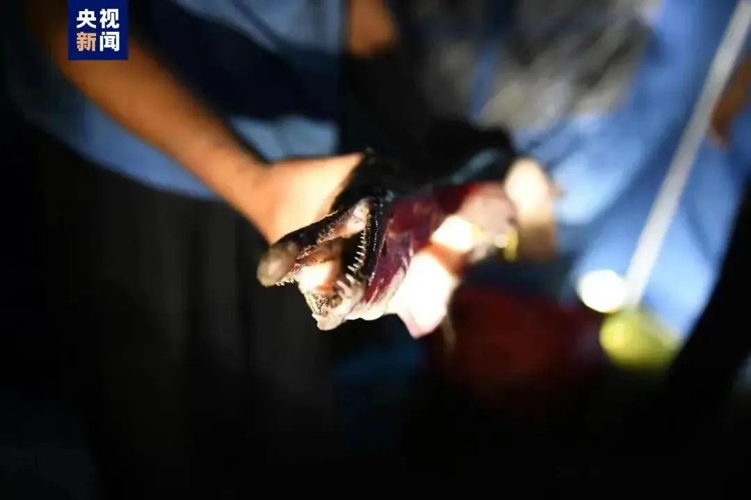 生物世界指什么动物_生物的世界_生物重现世间