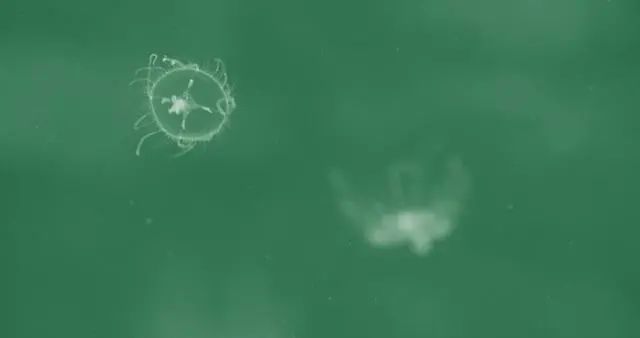 生物重现世间_生物的世界_生物世界指什么动物