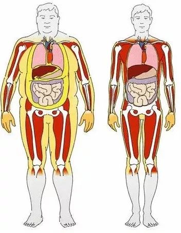 所以,我们发现很多糖尿病患者并不胖,其实是内脏脂肪超标.