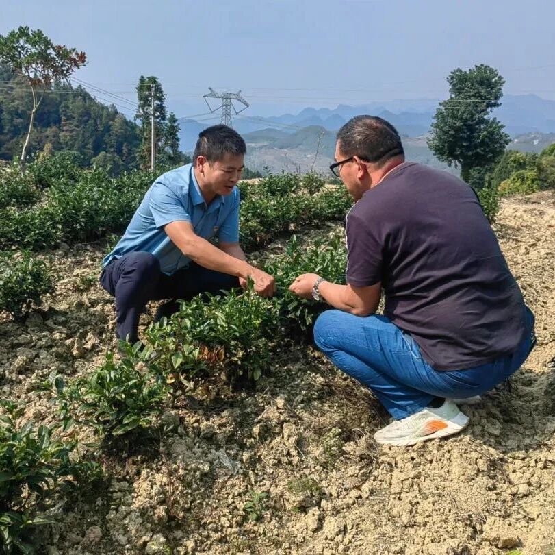 郑伟:扎根基层,让乡村更美、农民更富