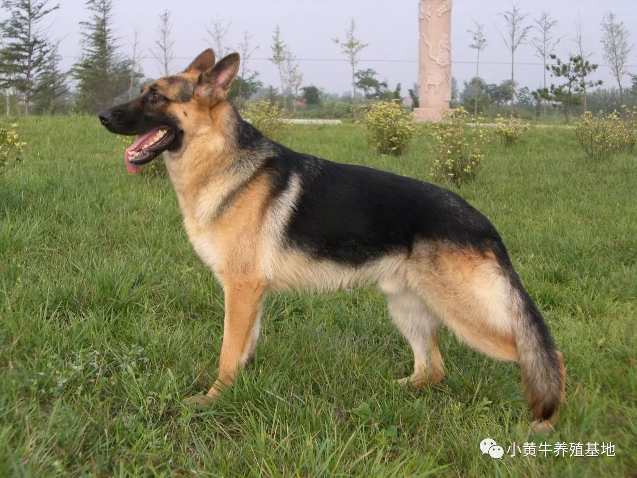 中华狼青犬养殖基地纯种狼青幼犬图片 墨界黑狼犬养殖 微信公众号文章阅读 Wemp