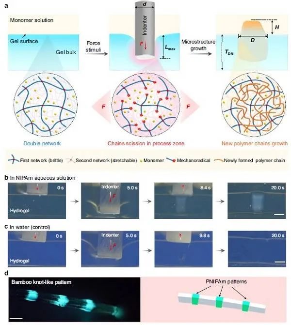 水凝胶近期突破性成果梳理的图1