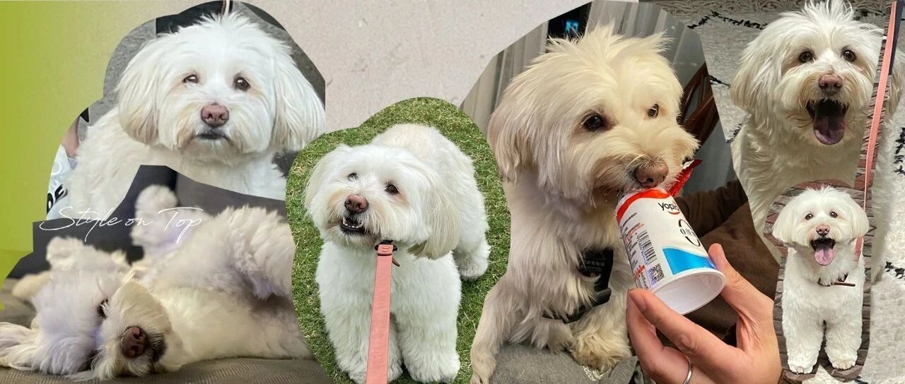 毛墩墩来家里一年啦！