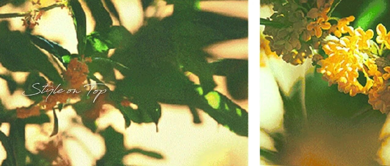 恋秋一族进｜用它们帮你留住桂花香