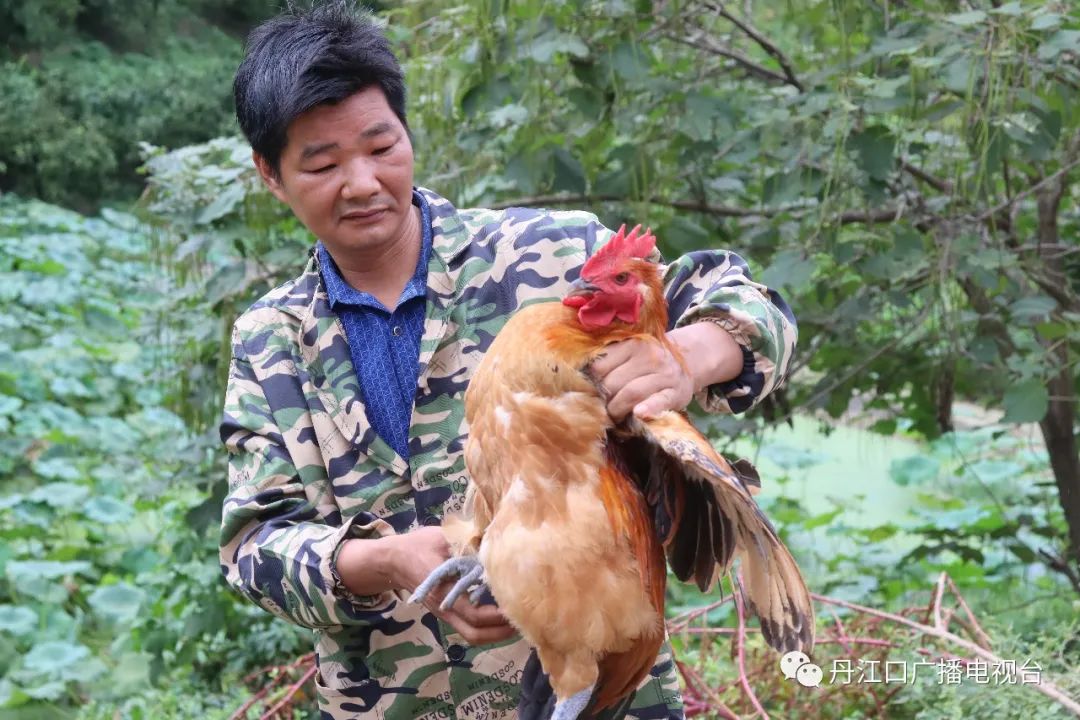 致富鸡用淘汰蛋鸡赚钱_致富经鸡_致富鸡蛋批发点