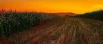 低磷红壤的玉米磷肥农学效应与农学阈值
