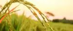 施磷增氧条件对水稻光合特性及镉吸收分配的影响