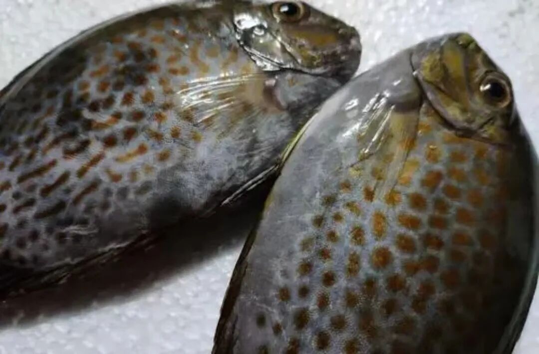 喜欢吃鱼的朋友注意了!