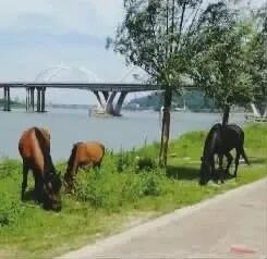 株洲城管没收5匹马8个月花销10万：早知如此当初何必这么狠要收老百姓财物！