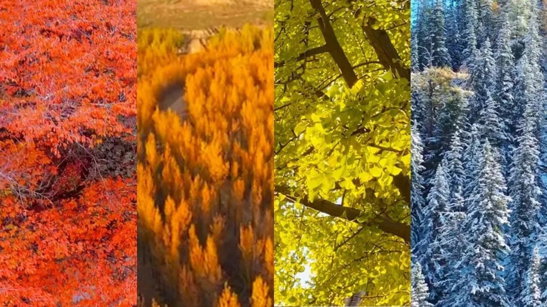 惊艳了整个秋天的渐变色