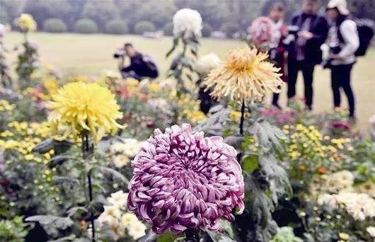 九九重阳，祝天下老人幸福安康！