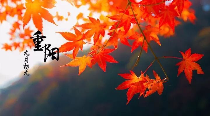 重阳节 | 岁岁重阳，今又重阳