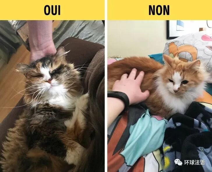 法语学习 喜欢玩猫 看专家教你如何正确撸猫中法双语 环球法语 微信公众号文章阅读 Wemp