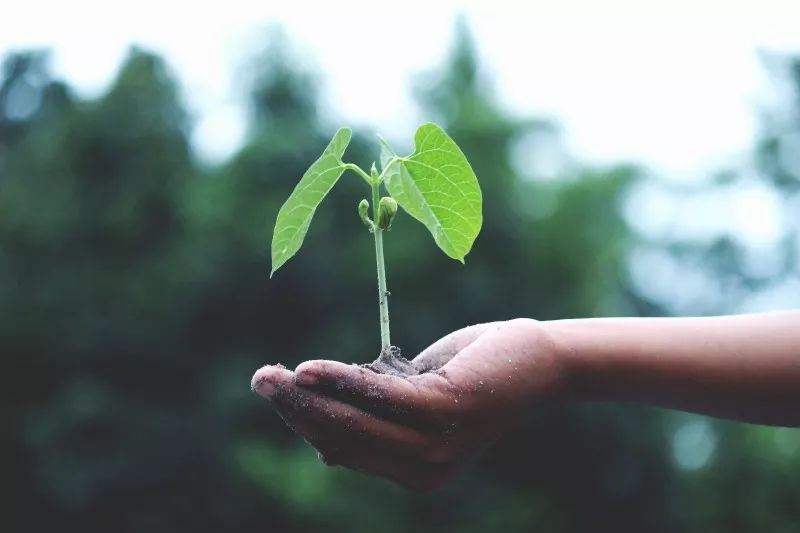 agriculture-growth-hand-1072824.jpg