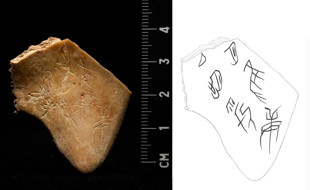 图19 有字卜甲(1).jpg