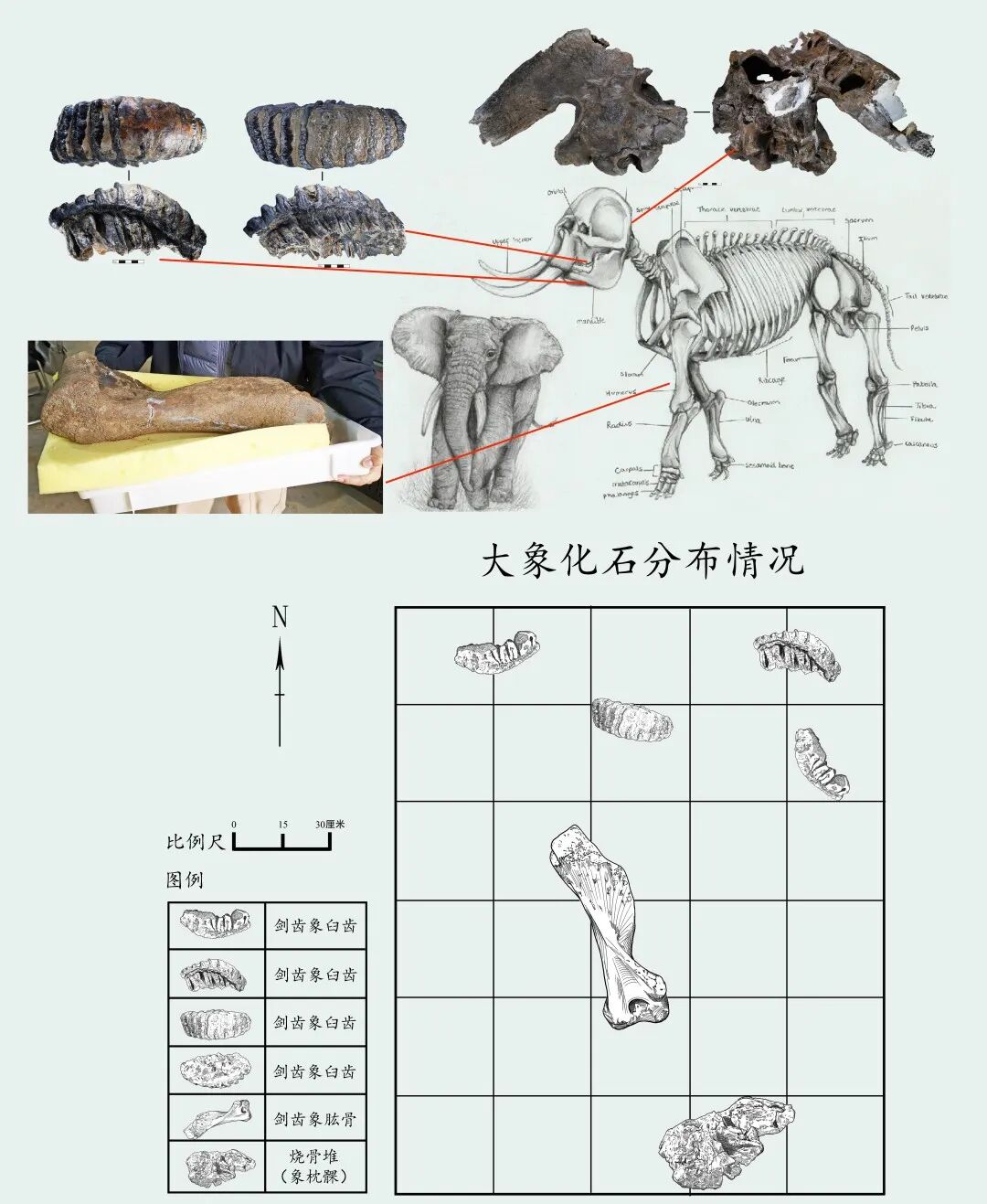 图13 剑齿象骨骼集中分布现象(1).jpg