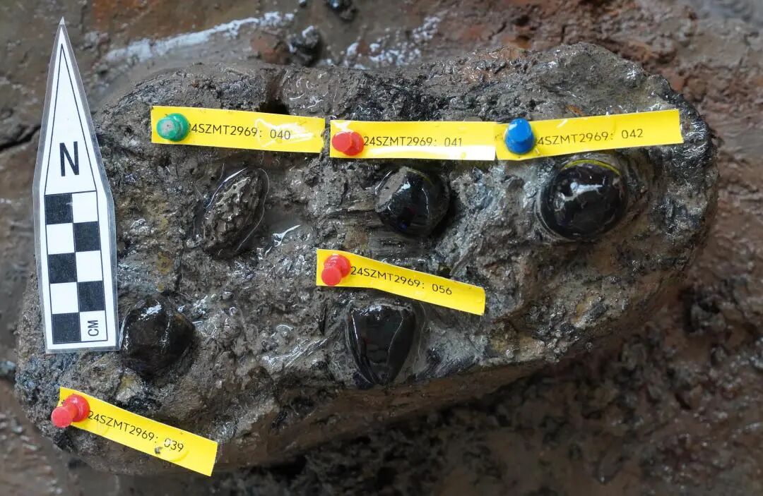 图14 橡子密集分布区局部.jpg