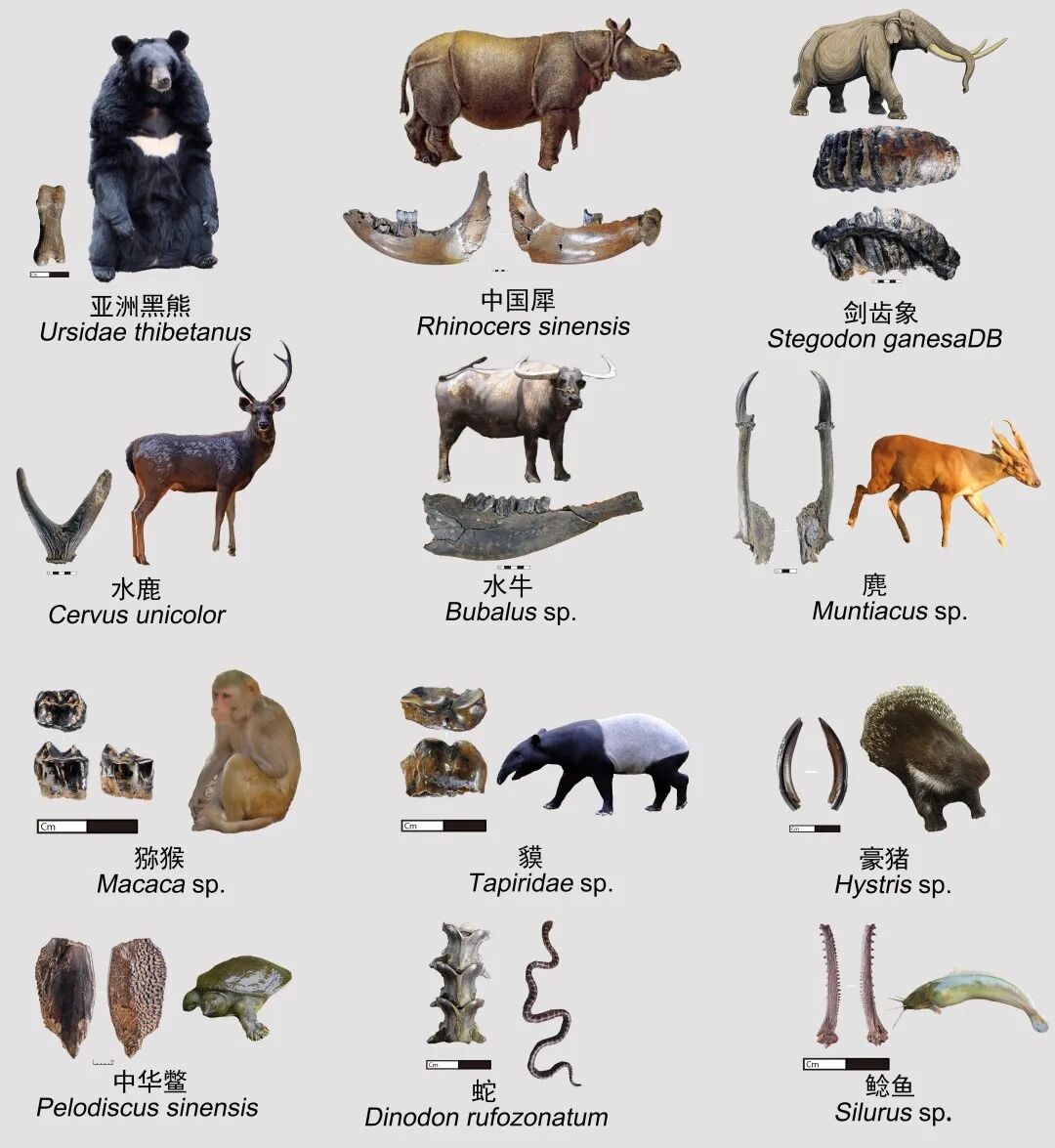图10 部分动物化石(1).jpg