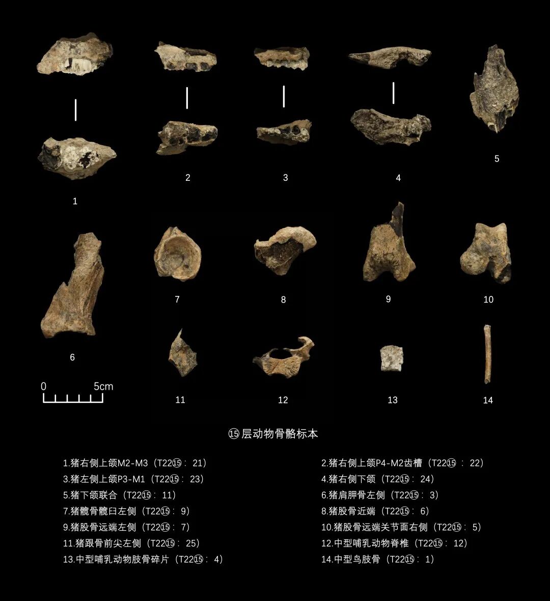 图14  出土上山文化时期动物骨骼(1).jpg