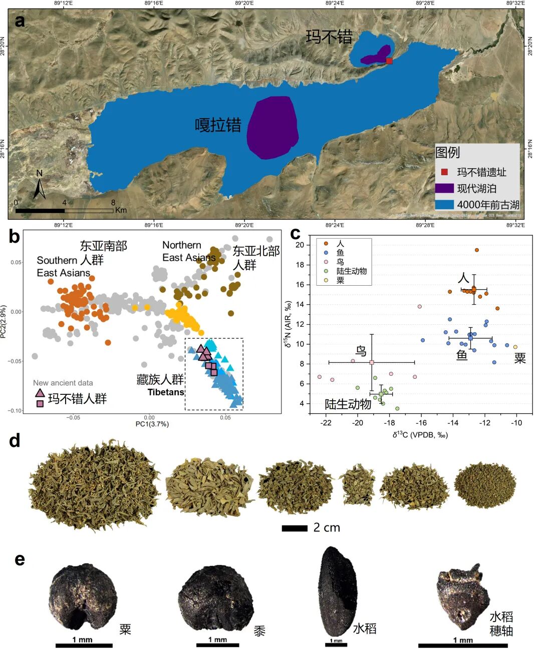 图17  玛不错遗址科技考古分析结果示意.jpg