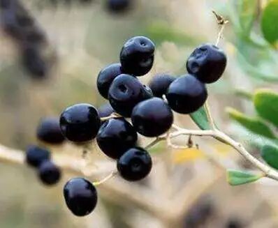 6种人最需要吃黑枸杞，那么孕妇和小孩可以吃吗?