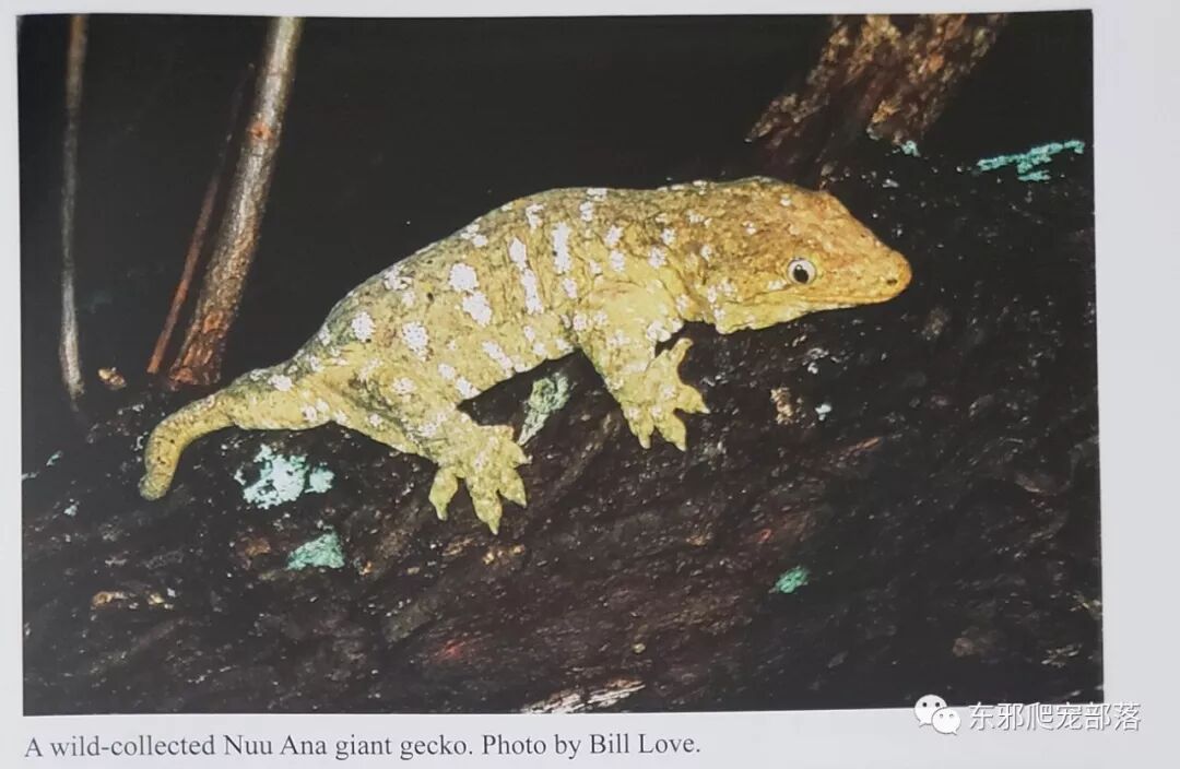 东邪图鉴 树上的恶魔 Rh属巨人守宫 现存体型最大的壁虎 东邪爬宠部落 微信公众号文章阅读 Wemp