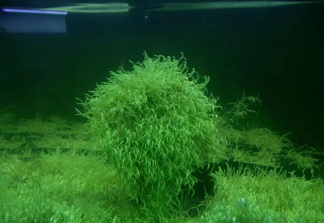 水族 自然生态水族造景的概念之水族箱生物构成 大发国际 微信公众号文章阅读 Wemp