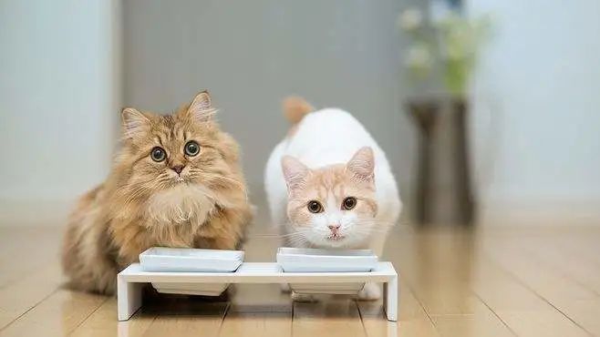 猫能用人吃的消炎药有哪些？